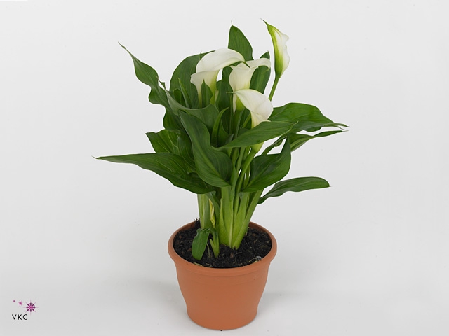 Zantedeschia white in P&PURE Tirza ceramics