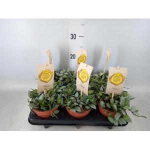 Hoya krohniana 'Eskimo'