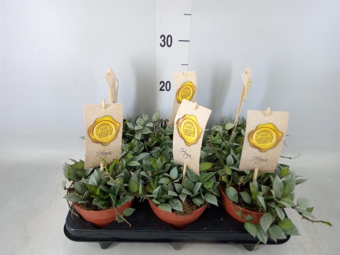 <h4>Hoya krohniana 'Eskimo'</h4>