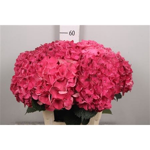 Hydr M Mag Pink Ruby