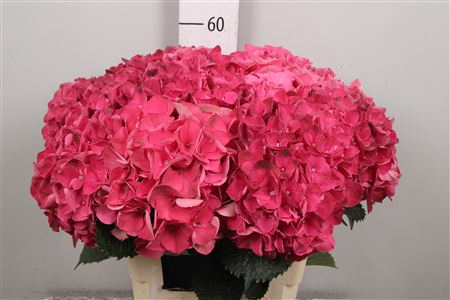 Hydr M Mag Pink Ruby