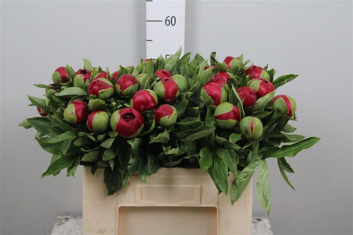 <h4>Paeo Red Charm</h4>