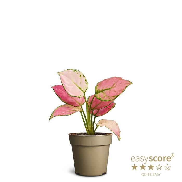 AGLAONEMA COMM. P9 PAPER