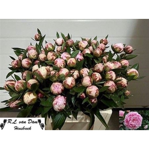 PAEO L SARA BERNHARD SPRAY