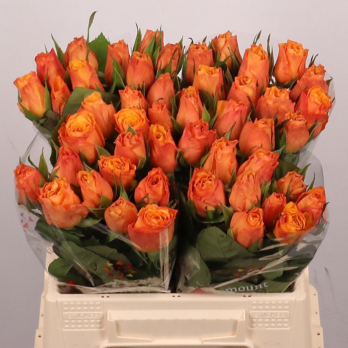 <h4>R GR CONFIDENTIAL</h4>