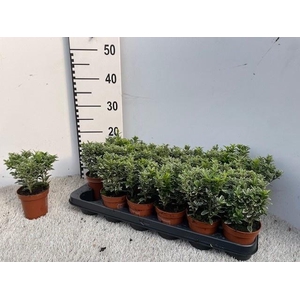 EUONYMUS JA M ALBOV