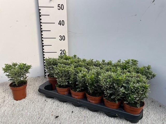 <h4>EUONYMUS JA M ALBOV</h4>