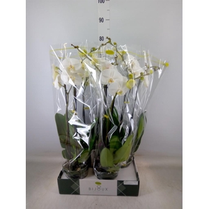 Phalaenopsis   ...white