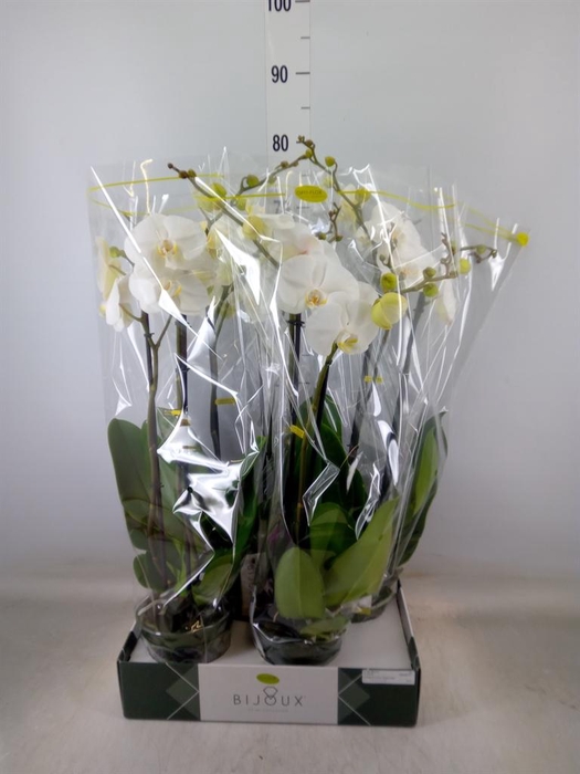 <h4>Phalaenopsis   ...white</h4>