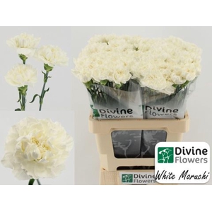 Dianthus ST 'Maruchi Bianco'