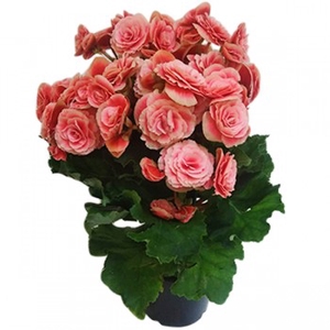 BEGONIA BORIAS P15