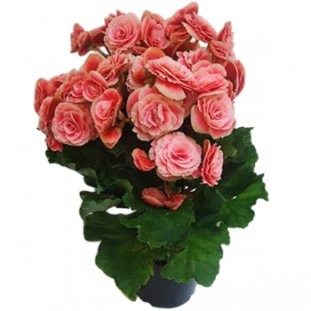 <h4>BEGONIA BORIAS P15</h4>