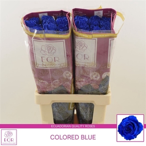 Rosa gr colored | Blauw
