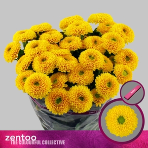 Chrysanthemum (Indicum Grp) grappe Bonus