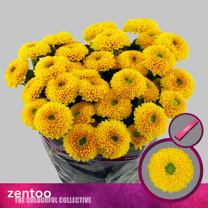 <h4>Chrysanthemum (Indicum Grp) grappe Bonus</h4>