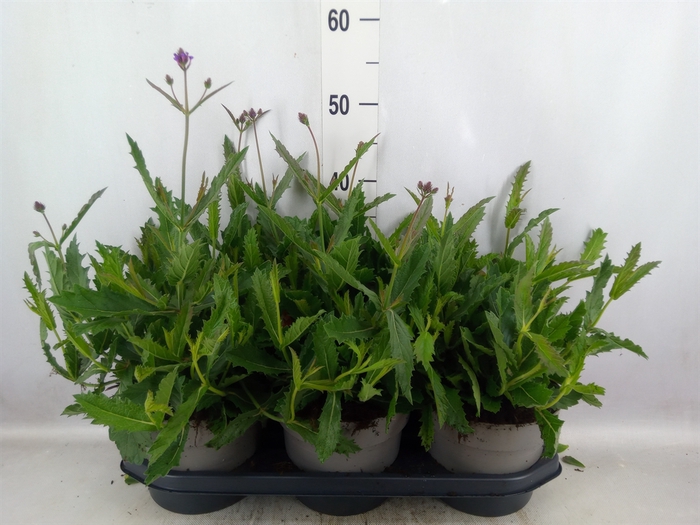 <h4>Verbena rigida</h4>