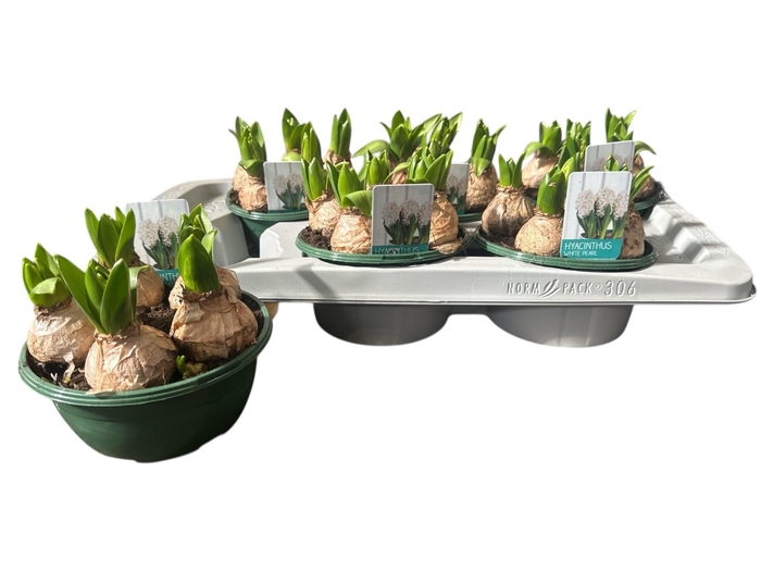 <h4>HYACIN WHITE PEARL</h4>