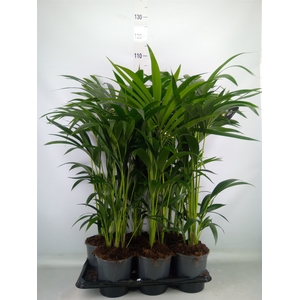 Howea forsteriana