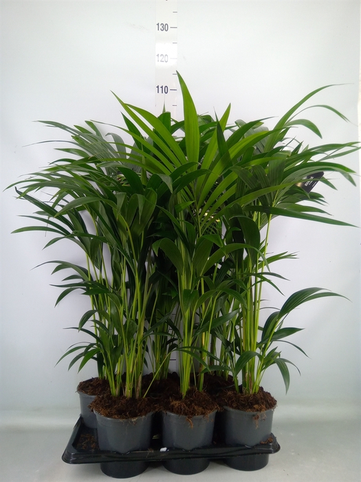 <h4>Howea forsteriana</h4>