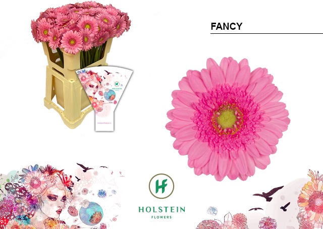 <h4>Germini Fancy Water</h4>