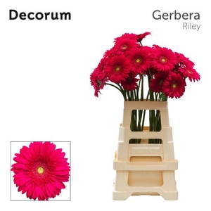 Gerbera Riley Water x40 Lang