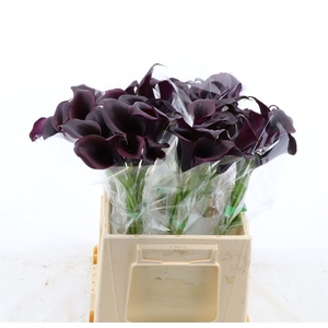 CALLA ODESSA ZANT ODESSA