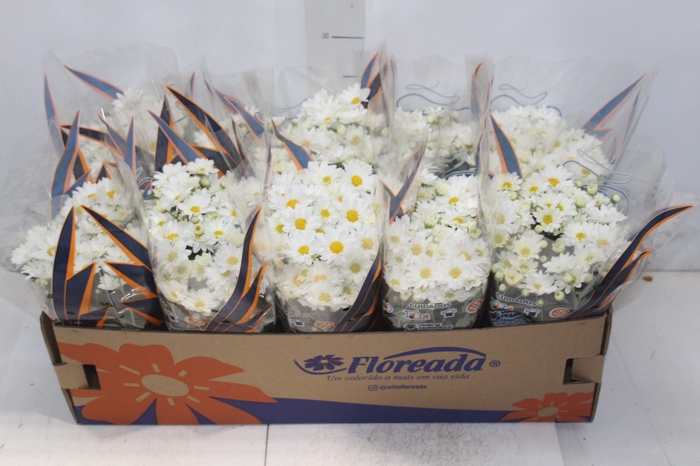 <h4>CRISANTEMO BOLA BELGA P11 BRANCO</h4>
