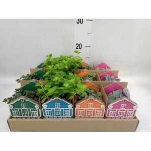 Planten  ..in schaal L%