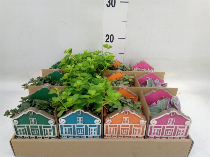 <h4>Planten  ..in schaal L%</h4>