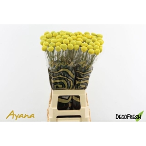 Craspedia paintball pop