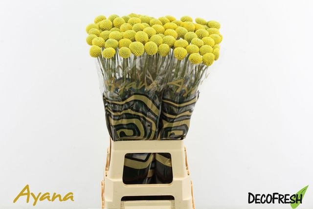 <h4>Craspedia paintball pop</h4>