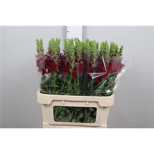 Antirrhinum Rood Crimson