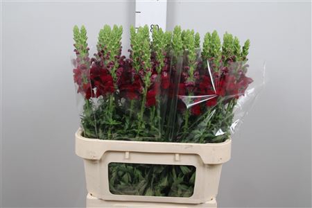 <h4>Antirrhinum Rood Crimson</h4>