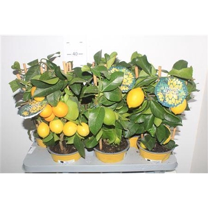 Citr Meyeri Meyer 5+