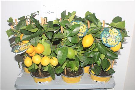 <h4>Citr Meyeri Meyer 5+</h4>