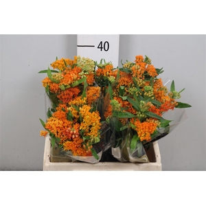 Ascl Tuberosa