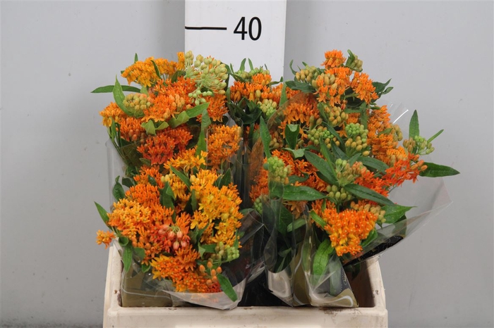 <h4>Ascl Tuberosa</h4>