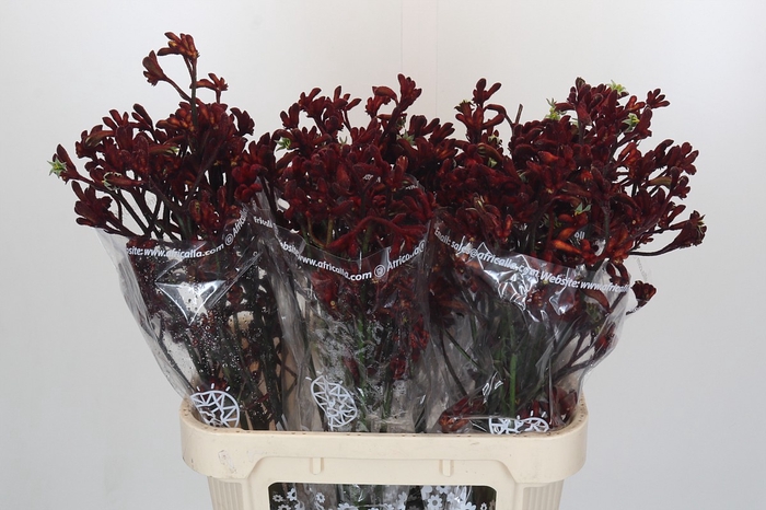 <h4>Anigozanthos Early Spring</h4>