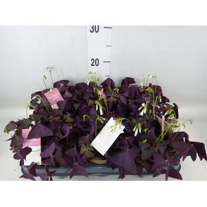 Oxalis trian. 'Mijke'