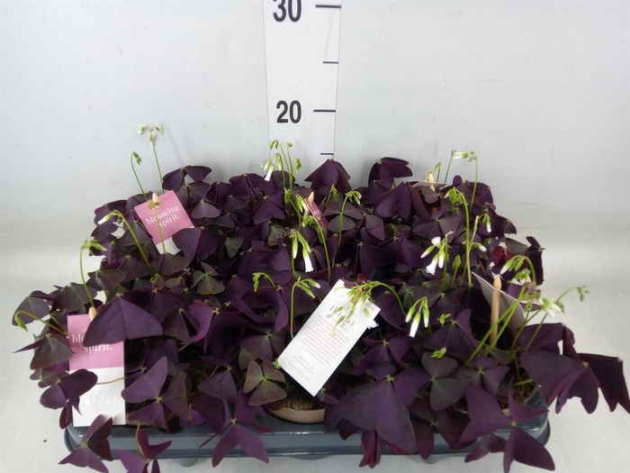 <h4>Oxalis trian. 'Mijke'</h4>