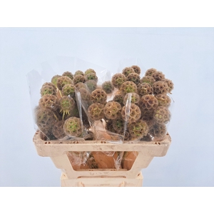 SCABIOSA STALLATA