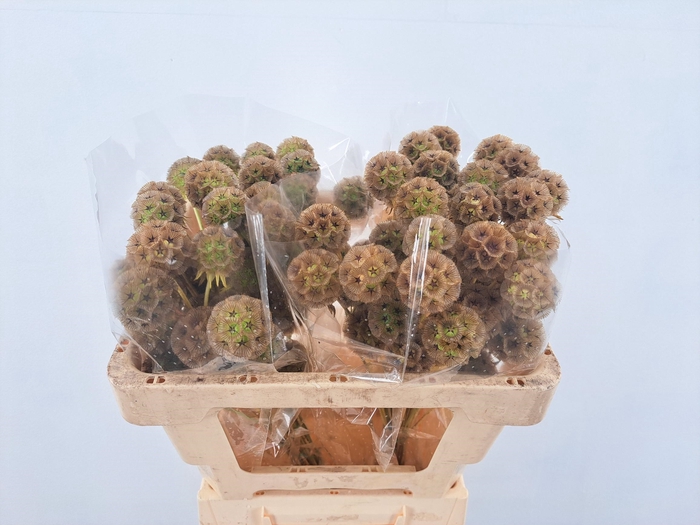 <h4>SCABIOSA STALLATA</h4>