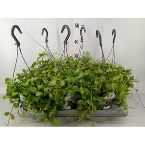 Dischidia pectenoides