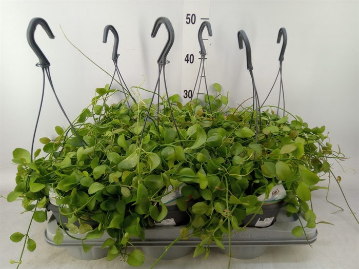 <h4>Dischidia pectenoides</h4>