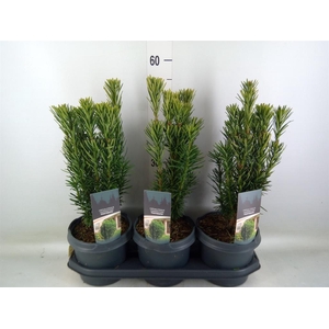 Cephalotaxus harring. 'Fastigia'