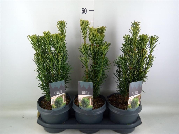 <h4>Cephalotaxus harring. 'Fastigia'</h4>