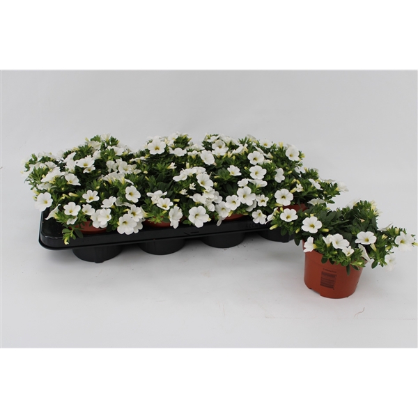 <h4>Calibrachoa White 13cm</h4>