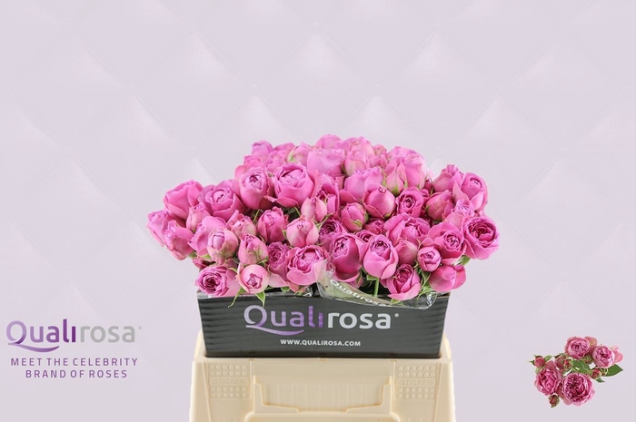 <h4>Rosa TR 'Misty Bubbles'</h4>