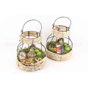 arr4 Amaryllis PL - Mand metaal windlicht