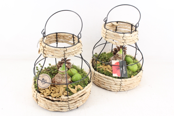 <h4>arr4 Amaryllis PL - Mand metaal windlicht</h4>